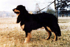 amos